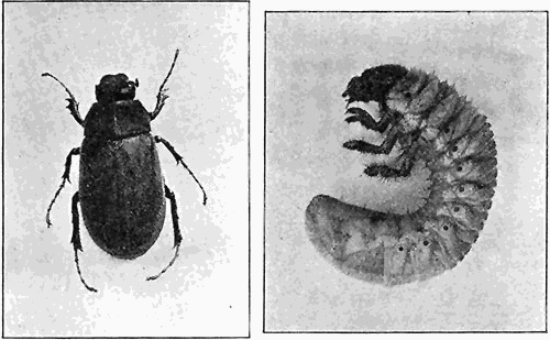 124. June beetle (Lachnosterna). Larva.