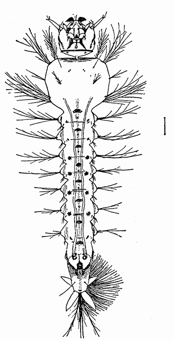 129. Larva of Anopheles. After Howard.