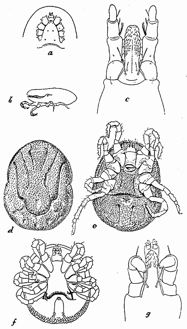 142. Ornithodoros moubata. (a) Anterior part of venter; (b) second stage
nymph; (c) capitulum; (d) dorsal and (e) ventral aspect of female;
(f) ventral aspect of nymph; (g) capitulum of nymph. After Nuttall
and Warburton.