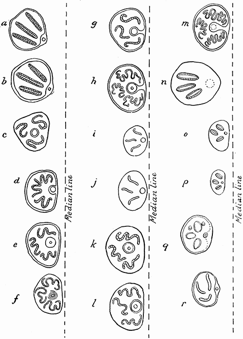 172. Left hand stigmata of the larv of muscoidea. Third instar. (a) Lucilia csar;
(b) Calliphora vomitoria; (c) Stomoxys calcitrans; (d) Pseudopyrellia cornicina;
(e) Pyrellia cadavarina; (f) Lyperosia irritans; (g) Mesembrina mystacea; (h)
Mesembrina meridiana; (i) Myospila meditabunda; (j) Myda umbana; (k)
Polietes albolineata; (l) Polietes lardaria; (m) Morellia hortorum; (n) Hydrota
dentipes; (o) Hebecnema umbratica; (p) H. vespertina; (q) Limnophora septemnotata;
(r) Muscina stabulans. (a and b) after MacGregor; (d) after Banks;
all others after Portchinsky. Magnification varies. The relative distance to the
median line is indicated in each figure.