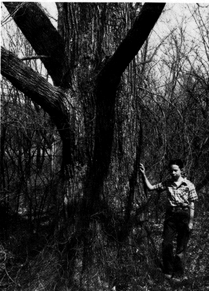 Large American elm
