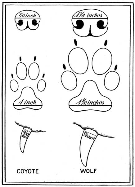 Difference in Sizes of Noes, Heel Pads and Canine Teeth of Wolves and Coyotes.