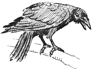 A crow.