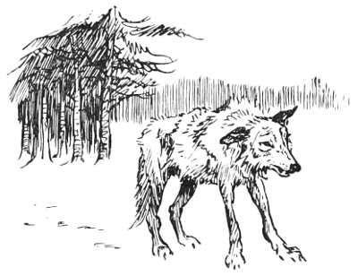 A mangy wolf.