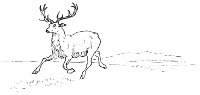 A running stag.