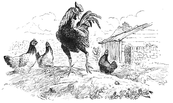 A cock stumbles upon a ring.