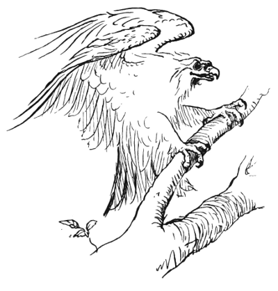 An eagle.