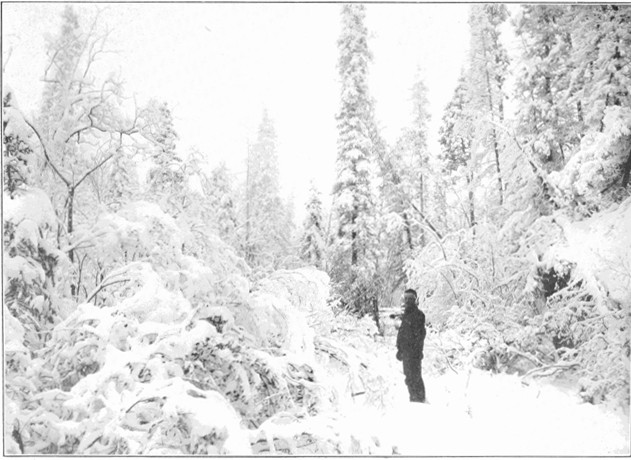 Copyright by J. Doody, Dawson

A Yukon Snow Scene near White Horse