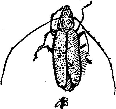 [Capricorn Beetle (above); fly: Culex equinus (below).]