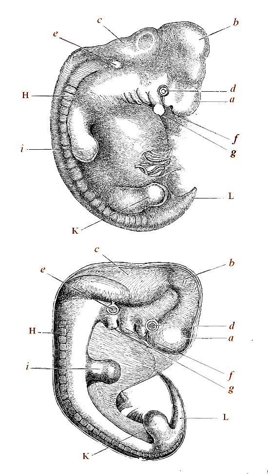 Upper figure human embryo, from Ecker. Lower figure that of a dog.