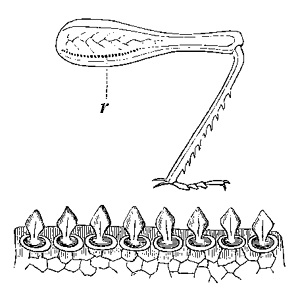 Fig. 13, Hind-leg of Stenobothrus pratorum.