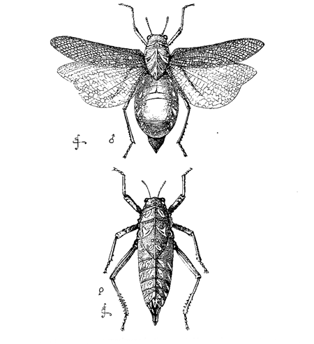 Fig. 14. Pneumora (from specimens in the British Museum).