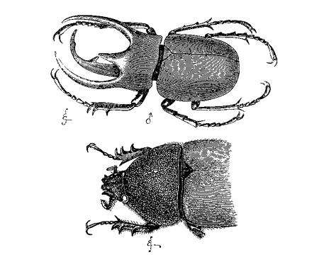 Fig. 15. Chalcosoma atlas. Upper figure, male (reduced); lower figure, female
(nat. size).