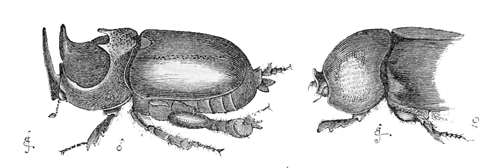 Fig. 18. Dipelicus cantori.