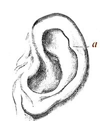 Human Ear, modelled
and drawn by Mr. Woolner.