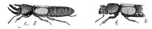 Fig. 22. Bledius taurus, magnified. Left-hand figure, male; right-hand figure, female.