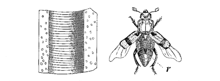 Fig. 24. Necrophorus (from Landois). r. The two rasps. Left-hand figure, part of
the rasp highly magnified.