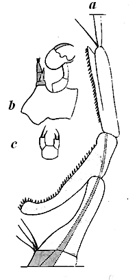 Fig. 3. Labidocera Darwinii.