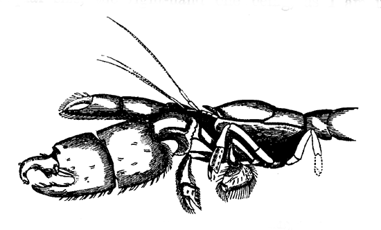 Fig. 4. Anterior part of body of Callianassa.