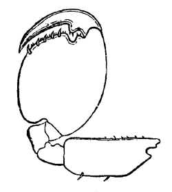 Fig. 5. Second leg of male Orchestia Tucuratinga.