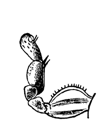 Fig. 6. Ditto of female.