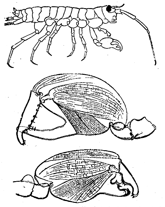 Fig. 7. Orchestia Darwinii.