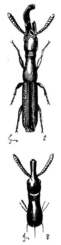 Fig. 9. Taphroderes distortus
(much enlarged). Upper
figure, male; lower figure,
female.