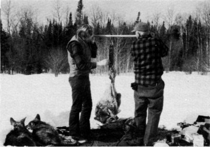 Fig. 6.—Before being transported to Michigan, each
wolf was weighed (USFWS Photo by Don Reilly)