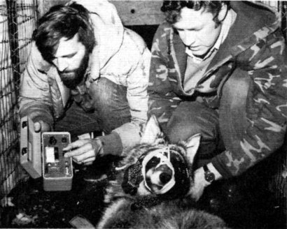Fig. 12.—Biologists checked the signal from each
radio-collar before the wolves were released into
the holding pen (Photo by Don Pavloski)