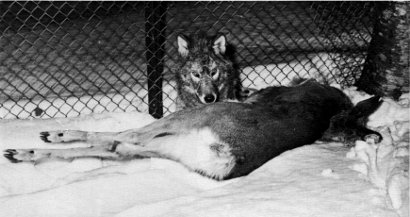 Fig. 13.—While in captivity, the wolves were fed primarily on road-killed deer (Photo by Don Pavloski)