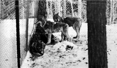 Fig. 14.—The Minnesota wolves in their Michigan pen (Photo by Tom Weise)