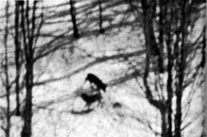 Fig. 16.—The released wolves were sometimes observed
from the aircraft feeding on deer they had
killed (Photo by Richard P. Smith)