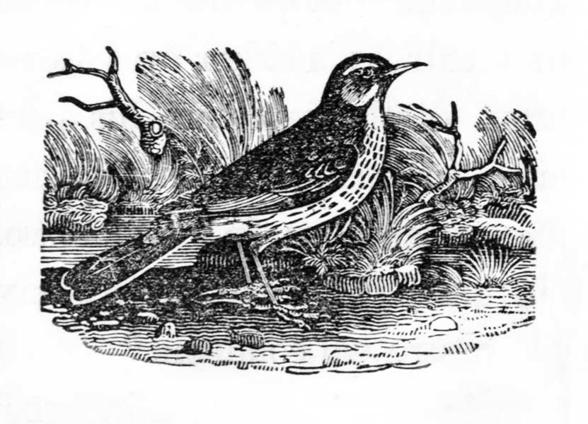 drawing of robin