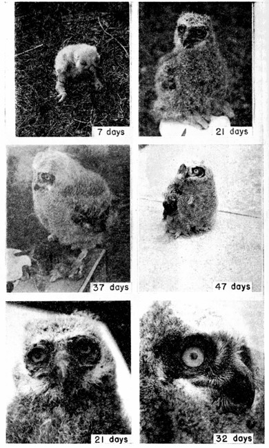 Fig. 4. Young Great Horned Owl hatched in 1946. The two
lower pictures show the developing facial mask. Photographs by João
Moojen.