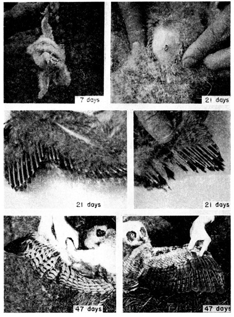 Fig. 5. Young Great Horned Owl hatched in 1946. Upper
row: Ventral views showing scar of yolk sac and ventral side of wing.
Middle row: Ventral (left) and dorsal view of wing at 21 days. Bottom
row: Ventral (left) and dorsal view of wing at 47 days. Photographs by
João Moojen.