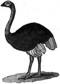 The Ostrich.
