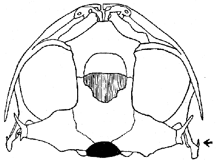 Dorsal aspect of skull of Ptychohyla spinipollex