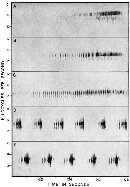 Audiospectrographs of the breeding calls of the five species of Ptychohyla Audiospectrographs