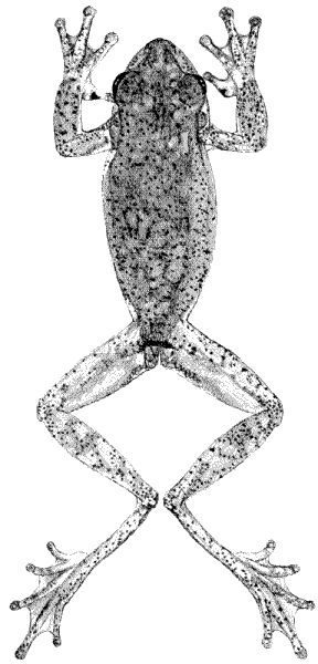 Ptychohyla euthysanota macrotympanum