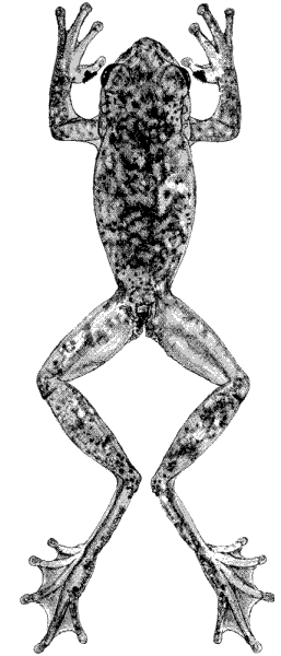 Ptychohyla spinipollex