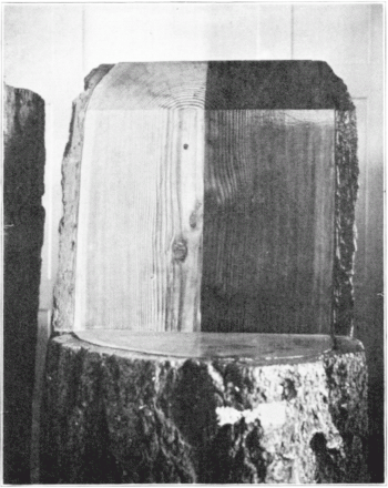 Section of Douglas Fir, Showing Annual Rings and Knots at Center of Trunk.