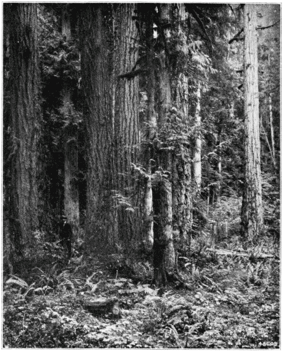 Dense Forest of Puget Sound Region