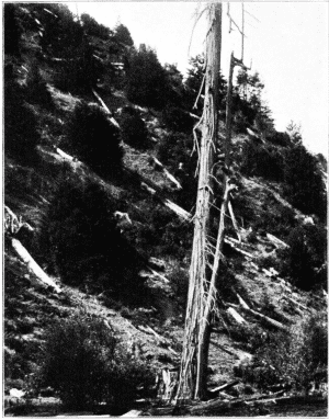 Sprouting Redwood Stumps. Glen Blair, Calif.