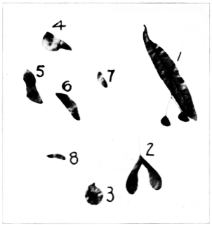 Winged Seeds. 1, Basswood; 2, Box-elder; 3, Elm; 4, Fir; 5, 6, 7, 8, Pines.