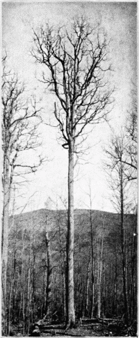 Long-bodied White Oak of the Forest.