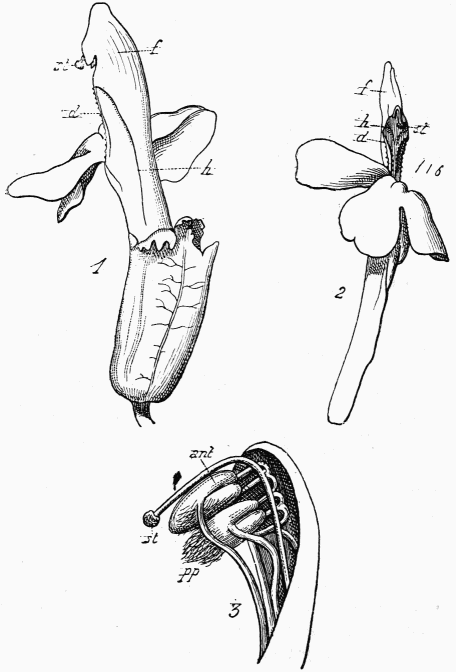 Fig. 125—Pedicularis sylvatica.

1, Fleur vue de dos; 2, vue de face; 3, tamines et pistil; ant,
anthres; st, stigmate; f, capuchon de la corolle renfermant les
anthres; d, lvre suprieure denticule; h, enfoncement du dos de
la corolle, faisant saillie en avant.
