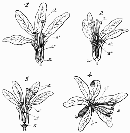Fig. 128.—Salicaire. a, tamines longues; a',
tamines moyennes; a'', tamines courtes; st, stigmate.