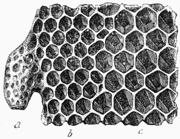 Fig. 19.—Cellules ou alvoles.