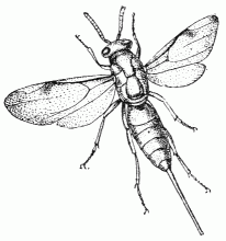 Fig. 50.—Monodontomerus.