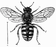Fig. 58.—Anthidie  manchettes femelle.